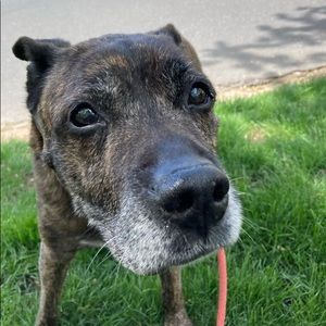 Meet your Posher, Lily